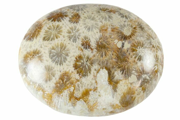 Fossil Coral Pocket Stones From Indonesia - 1.8" Size - Photo 1